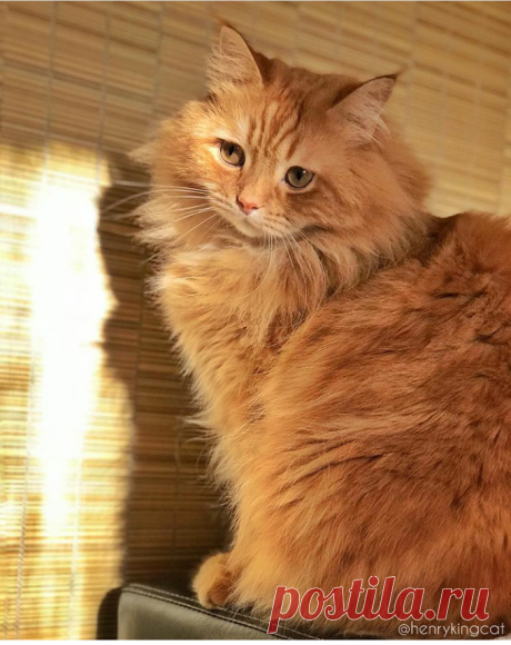 «Солнечный котик» — карточка пользователя Алина П. в Яндекс.Коллекциях