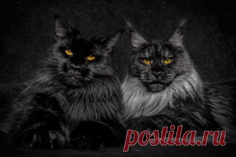 Картинки красивые с кошками (35 фото) 🔥 Прикольные картинки и юмор