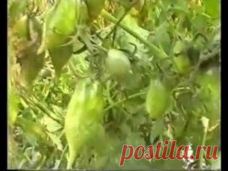 Результаты ЭМ-технологии, байкала эм-1, часть 3.