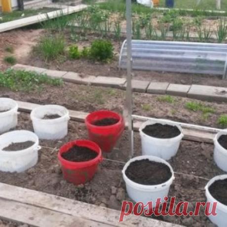 О выращивании помидоров в ведрах без дна в теплицах и открытом грунте - МирТесен