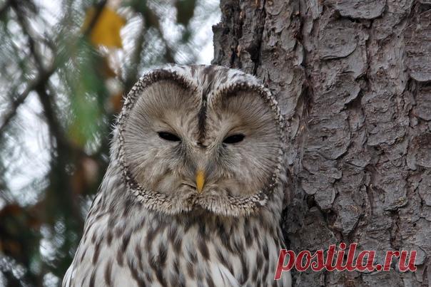 Длиннохвостая неясыть в Санкт-Петербурге. Снимал Андрей Гуливанов: nat-geo.ru/community/user/223451