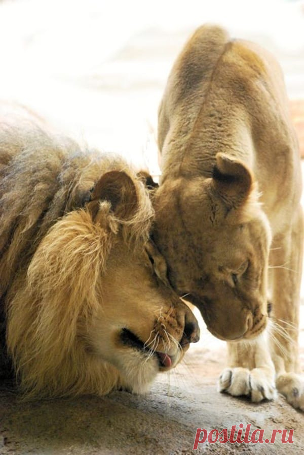 Lion And Lioness – The Royal Couple At Their Best - Tail and Fur