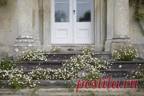 Почему у вас до сих нет в саду Эригерона? | Школа Цветоводства | Яндекс Дзен