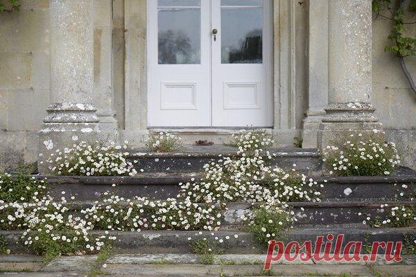Почему у вас до сих нет в саду Эригерона? | Школа Цветоводства | Яндекс Дзен