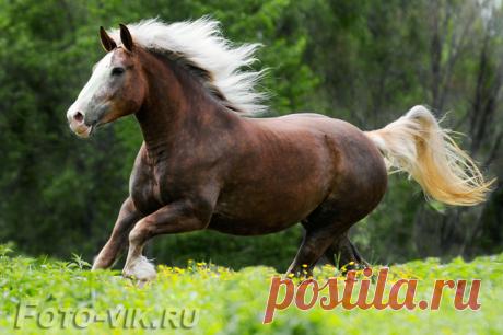 Тяжеловозы - самые большие и сильные лошади