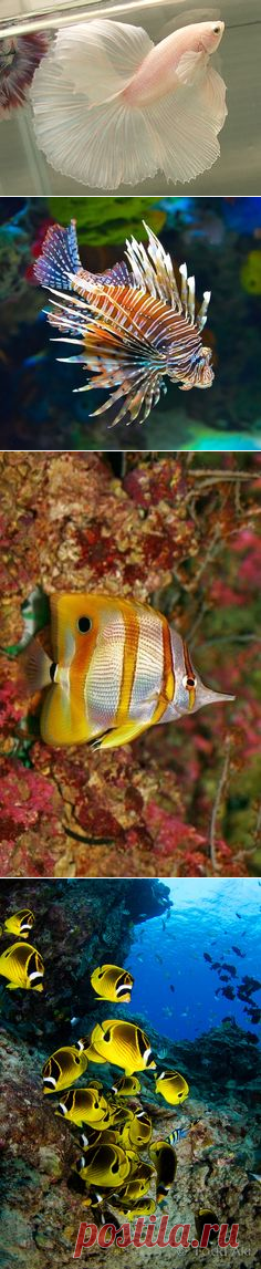 (892) Butterflyfish | Aquarium