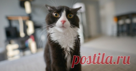 «Погладь кота!»