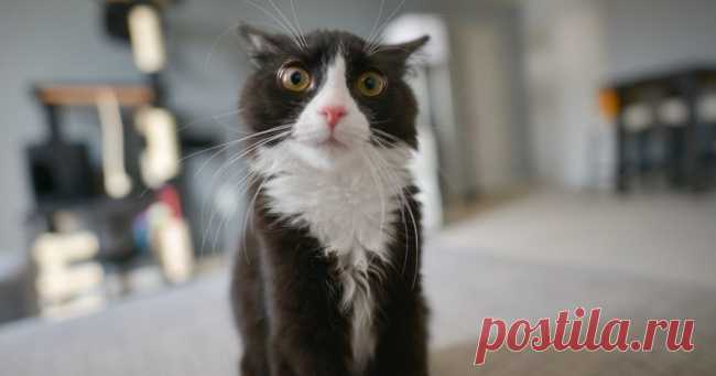 «Погладь кота!»