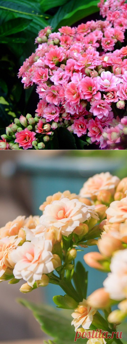 Поможем каланхоэ зацвести