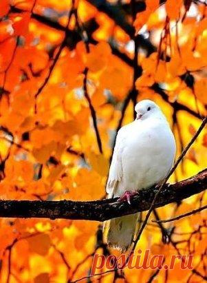 Никон Воробьев