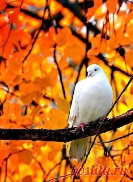 Никон Воробьев