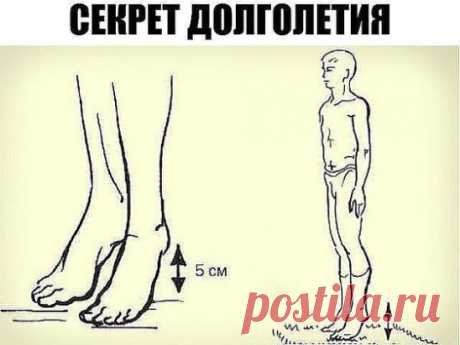 Секрет долголетия 
Академик Микулин создал гимнастику, состоящую из простейших упражнений, своеобразных сотрясений — ударах пятками о пол. Эта методика позволяет улучшить кровоток, предотвратить закупорку вен и нормализовать давление. Также улучшается работа мозга: от тяжести и боли в голове не остается и следа. 
Встань прямо, стопы соедини, зубы сожми. Приподними пятки на 3–5 см от пола, затем резко опустись. В результате возникшего встряхивания венозные клапаны получают дополнительный импуль