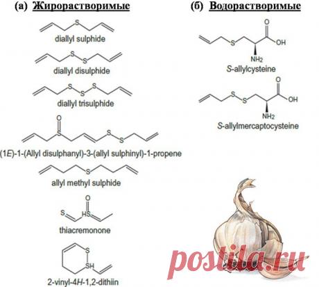биомолекула.ру: Сероводород — новое лекарство для сосудов