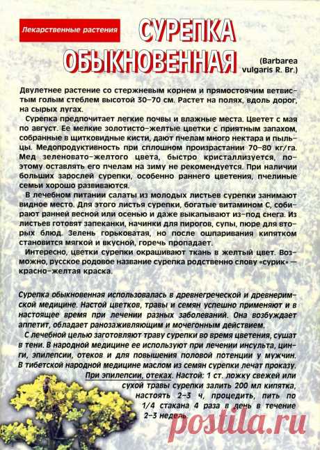 Сурепка обыкновенная