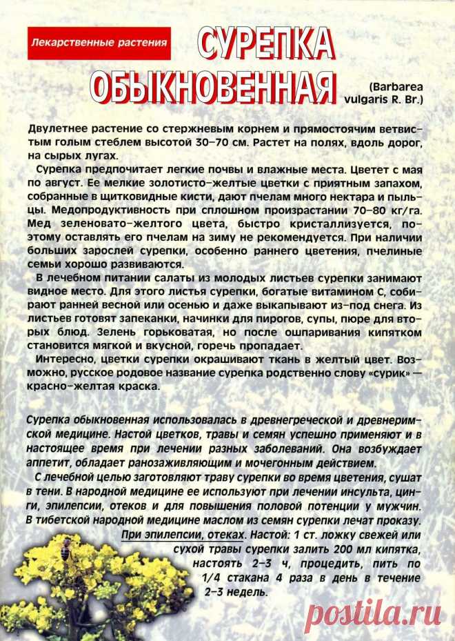 Сурепка обыкновенная