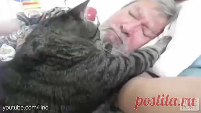 Коты будят своих хозяев.