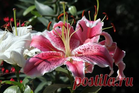 Цветоводство (Floriculture) - Google+