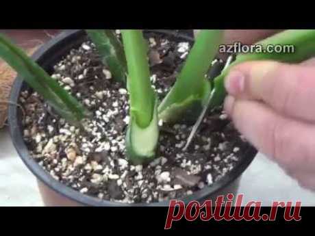 Как пересадить монстеру/ Monstera transplant