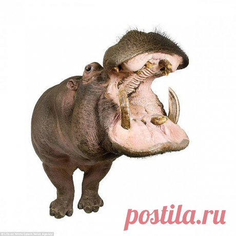 На белом фоне.......
