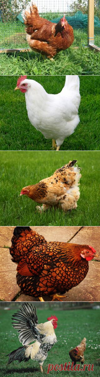 Смотреть изображения куриц и петухов | Зооляндия