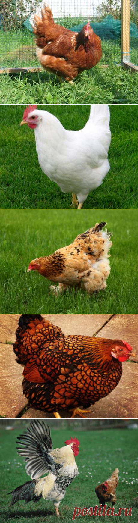 Смотреть изображения куриц и петухов | Зооляндия