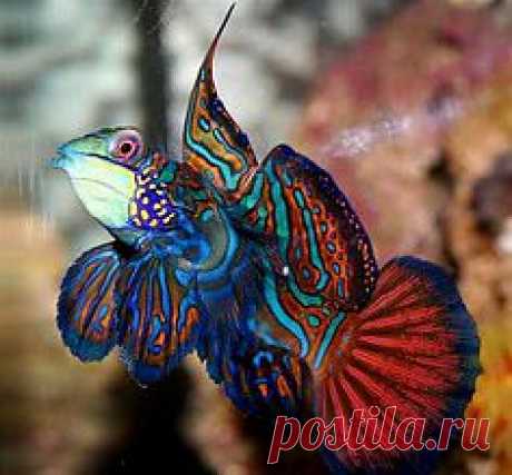 Saltwater Regal angel fish | Under The Sea