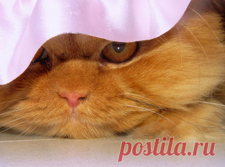 Рыжий перс Garfi