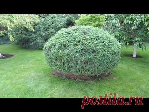 СТРИЖКА ХВОЙНЫХ.  МОЖНО ЛИ СТРИЧЬ БОЛЬШИЕ ДЕРЕВЬЯ?