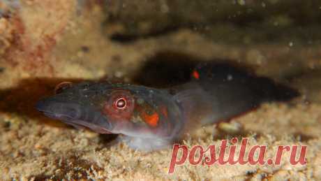 Морская уточка толсторылая (Lepadogaster candolii (Risso, 1810)).