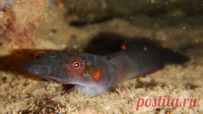 Морская уточка толсторылая (Lepadogaster candolii (Risso, 1810)).