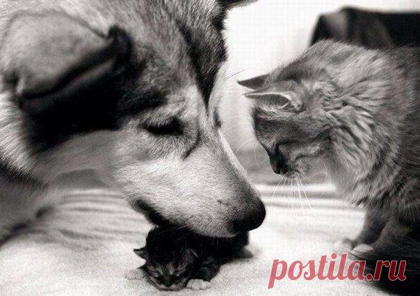 Мой Мир@Mail.Ru