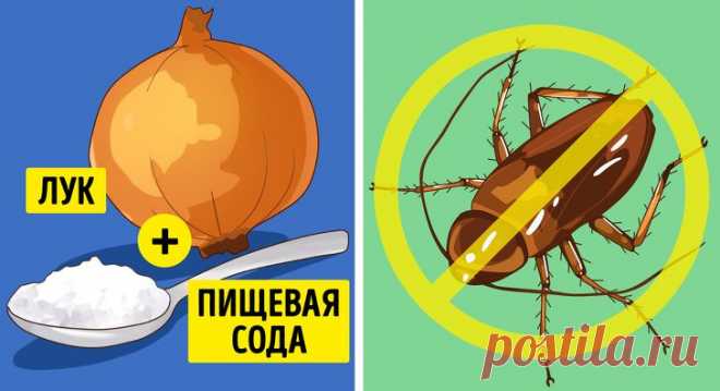Как избавиться от насекомых в вашем доме / Все для женщины