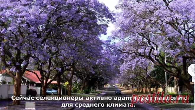 200 лет назад из Японии вывезли семена священного дерева. Сейчас ученые надеются, что оно спасет нас от экологической катастрофы