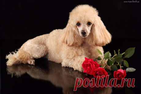 В МИРЕ ЖИВОТНЫХ - 66 фото. Фотографии Светлана Мунтяну.