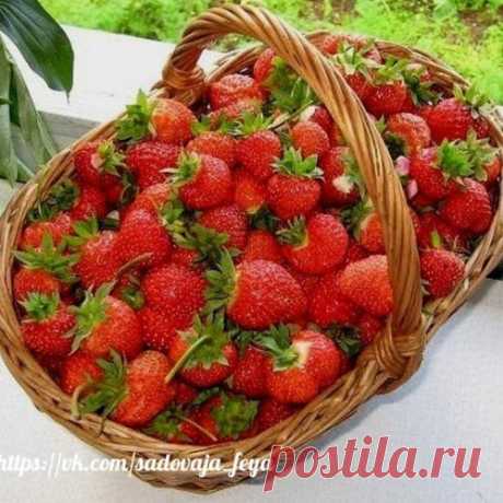 4 ЛУЧШИХ УДОБРЕНИЯ ДЛЯ КЛУБНИКИ ...