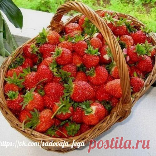 4 ЛУЧШИХ УДОБРЕНИЯ ДЛЯ КЛУБНИКИ ...
