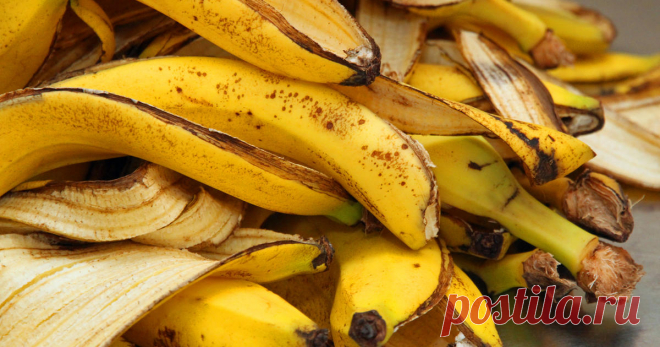 Bananenschalen als Dünger verwenden Bananenschalen sind eigentlich viel zu schade für die Biotonne. Wenn man sie richtig präpariert, ergeben sie einen hervorragenden Dünger für Rosen und Zimmerpflanzen.