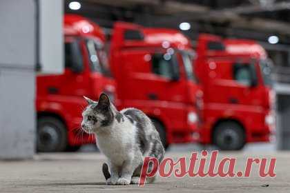 Продажи одного вида машин в России резко упали