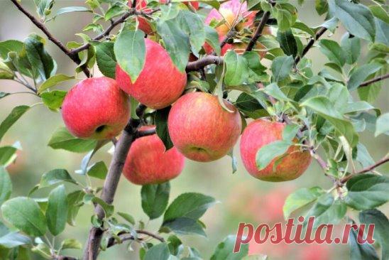 Подкармливаем дерево, если падают яблоки!
Чтобы ваши яблоньки каждый год давали хороший урожай, и завязи не осыпались, и яблочки не опадали их нужно несколько раз за сезон подкормить.
Первый раз удобряем яблони примерно в середине апреля, для этого вносим в землю под каждое дерево примерно по пять ведер перепревшего навоза, в это же время можно внести мочевину, ей нужно просто посыпать почву под яблонями примерно по 500 грамм на каждую и заделать в землю рыхлением.