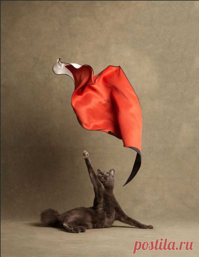 Прекрасные кошки, которые выглядят словно модели