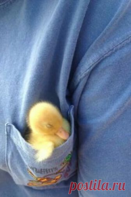 Funny Animals