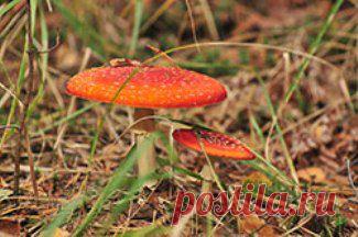 сообщение бама : Куда идём мы с рюкзачком (22:29 16-01-2015) [4545158/350301548] - zelovskaya1949@mail.ru - Почта Mail.Ru