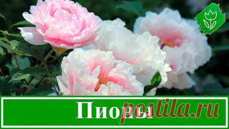 Подкормка и уход за пионами в первые 2 года 
Сохраняйте, чтобы не потерять 

В первый год после посадки пионов очень эффективны некорневые подкормки (подкормки по листу), интервал подкормок в 10-15 дней :
1)Первая подкормка 
   40-50 г карбамида (мочевины) - на 10 л сразу после отрастания надземной части растений
2) Вторая подкормка 
   40-50 г карбамида с добавлением таблетки микроэлементов на 10 л воды
3) Третья подкормка 
   2 таблетки микроэлементов на 10 л воды (в таб...