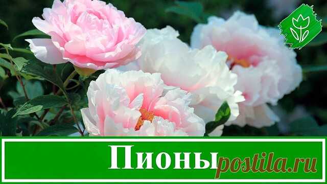 Подкормка и уход за пионами в первые 2 года 
Сохраняйте, чтобы не потерять 

В первый год после посадки пионов очень эффективны некорневые подкормки (подкормки по листу), интервал подкормок в 10-15 дней :
1)Первая подкормка 
   40-50 г карбамида (мочевины) - на 10 л сразу после отрастания надземной части растений
2) Вторая подкормка 
   40-50 г карбамида с добавлением таблетки микроэлементов на 10 л воды
3) Третья подкормка 
   2 таблетки микроэлементов на 10 л воды (в таб...