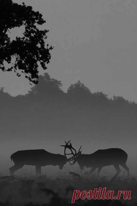 (99+) Tumblr