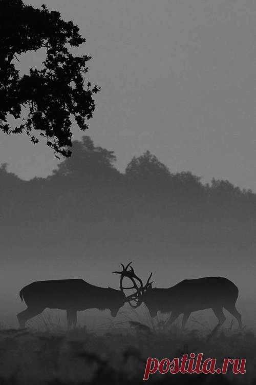 (99+) Tumblr