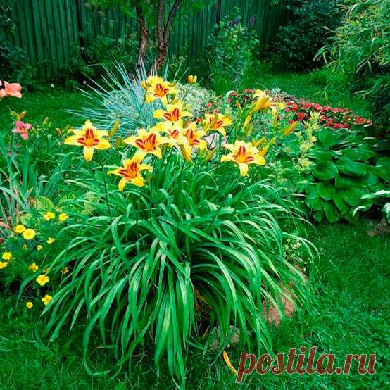 Многолетний садовый цветок Лилейник (Hemerocallis). Травянистый, корневищный, иногда столонообразующий многолетник. Листья прикорневые, двухрядные, широколинейные, цельнокрайние. Цветоносы безлистные, ветвистые, многоцветковые, высотой 50-100 см. Цветки крупные, различных расцветок, каждый распускается только на один день. Цветет в июне - августе.