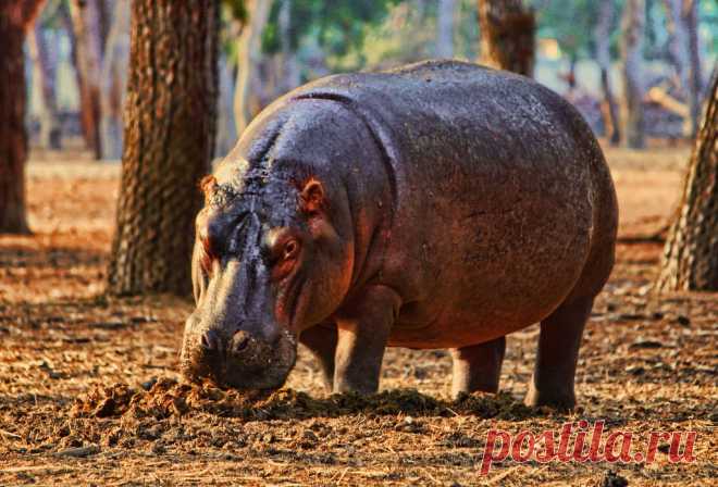 Бегемот или гиппопотам (лат. Hippopotamus amphibius)