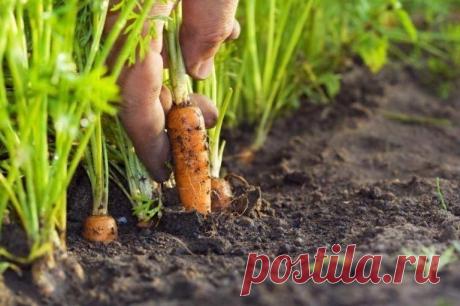 🍀Технология посева моркови под зиму
