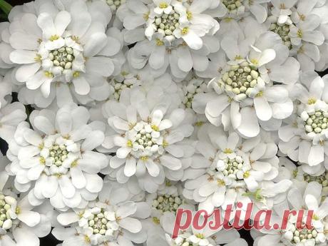 картинки цветов красивые - 464 тыс. картинок. Поиск@Mail.Ru